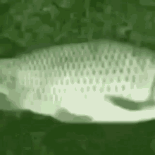 Fishdeath GIF - Fishdeath GIFs