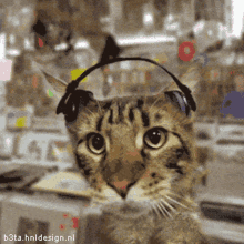 Cat Is Epic GIF - Cat Is Epic GIFs