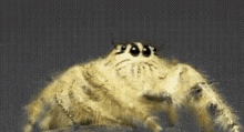 Whoosh Spider GIF - Whoosh Spider Scary GIFs