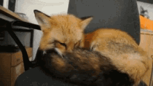 Funny Animals Fox GIF
