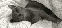 Milobellus Cat GIF - Milobellus Cat Chat GIFs