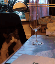 Jotunheim Cat GIF - Jotunheim Cat Drink GIFs