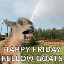 a picture of a goat with the words happy friday fellow goats on it