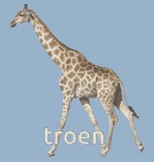 Troen Giraffe GIF - Troen Giraffe GIFs