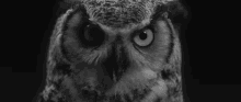 Owl Serious GIF - Owl Serious Mad GIFs