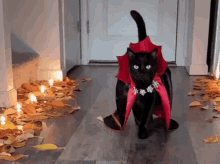 Costume Cat GIF - Costume Cat Lady GIFs