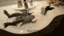 Spa Day For The Rabbit GIF - Spadayrabbit Cute Awe GIFs
