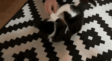 Mitzy Cat GIF - Mitzy Cat Cat Love GIFs