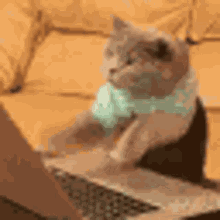 Typing Cat GIF