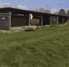 Lama Hopping GIF - Lama Hopping Skipping GIFs