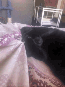Embarrassed Cat GIF - Embarrassed Cat Black Cat GIFs