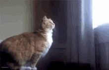 Funny Animals Cat GIF - Funny Animals Cat Fail GIFs