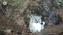 Big Cats Do It Too GIF - Cat Bigcats Whitetiger GIFs