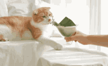 a cat laying on a bed reaches for a martini glass