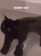 Water Cat Cat Bath GIF