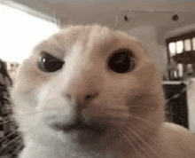 a close up of a cat 's face looking at the camera with a serious look on its face .