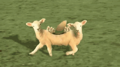 Baa Sheep GIF - Baa Sheep Goat GIFs