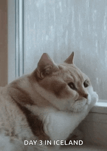 Rain Dreary GIF - Rain Dreary Cat GIFs