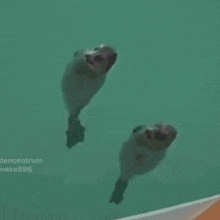 a couple of seals are swimming in the water with the numbers 6688 on the bottom