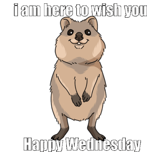 I Am Here To Wish You Happy Wednesday Quokka Sticker - I Am Here To Wish You Happy Wednesday Quokka Cute Stickers