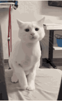 Cat Dance1 GIF - Cat Dance1 GIFs