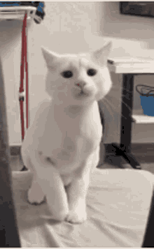 a white cat is standing on its hind legs on a bed in a room .