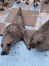 two seals are laying on a checkered floor with penguins behind them