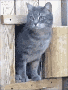 Cat Kitty GIF - Cat Kitty Peeking GIFs