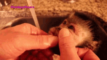 Open Your Mouth Monkey Meela GIF - Open Your Mouth Monkey Meela Monkeyboo GIFs