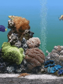 fishes swimming fish tank virtual tank aquarium