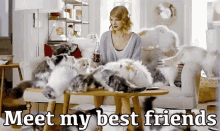 Meet My Best Friends GIF - Taylor Swift Cats Cat Day GIFs