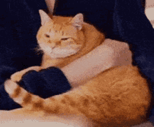 sonny cat orange petting animal