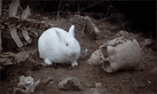 Monty Python And The Holy Grail Bunny GIF - Monty Python And The Holy Grail Bunny Come Here GIFs