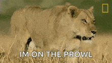 Angry Lion Savage Kingdom GIF - Angry Lion Savage Kingdom Growling Lion GIFs