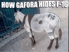 how gafora f16