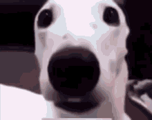 Dog Shiver GIF - Dog Shiver GIFs
