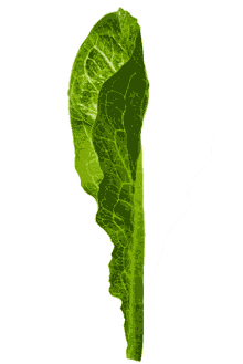 leaf gif lettuce greens vegetable green leaf
