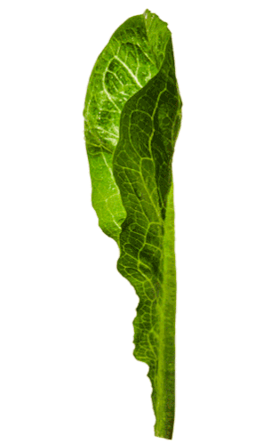 Leaf Gif Lettuce Sticker - Leaf Gif Lettuce Greens Stickers