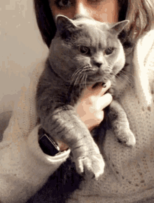 Cat Angry GIF - Cat Angry Cuddle GIFs