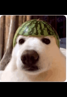 dog happy watermelon
