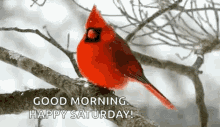 Cardinal Snowing GIF