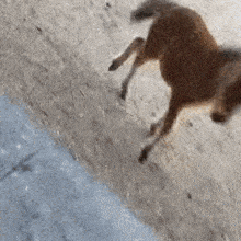 a close up of a dog walking on a sidewalk .