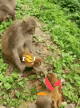 a group of monkeys are playing in the grass and one has the letter n on its face