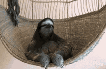 Really Omg GIF - Really Omg Sloth GIFs