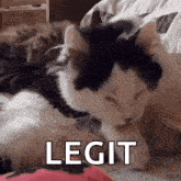 a black and white cat is laying on a bed with the word legit written on the bottom .