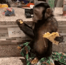 Hungry Monkey GIF
