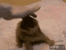 Cats Funny GIF - Cats Funny GIFs