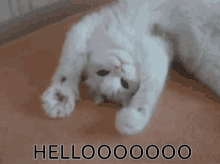 GIF
