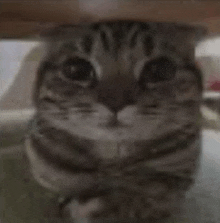 Cat Silly GIF - Cat Silly GIFs
