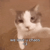 Chaos Is Hot Tbh GIF - Chaos Is Hot Tbh GIFs